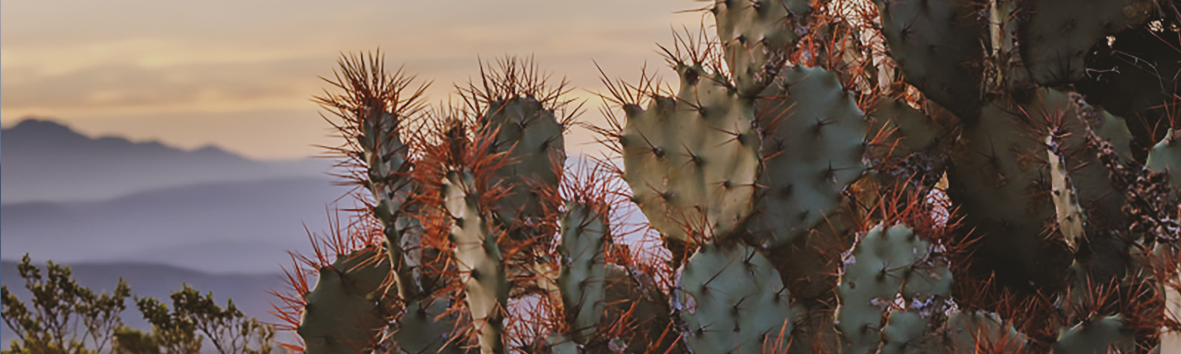 page header image